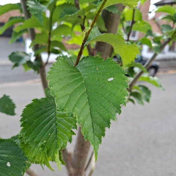 Ulmus glabra برگ