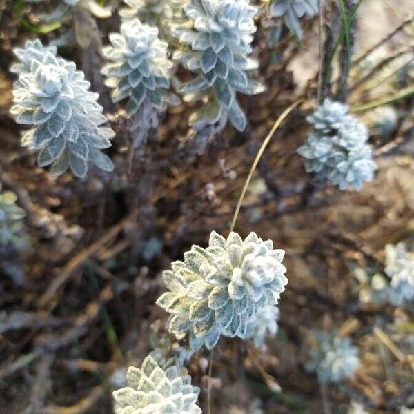 Achillea maritima List