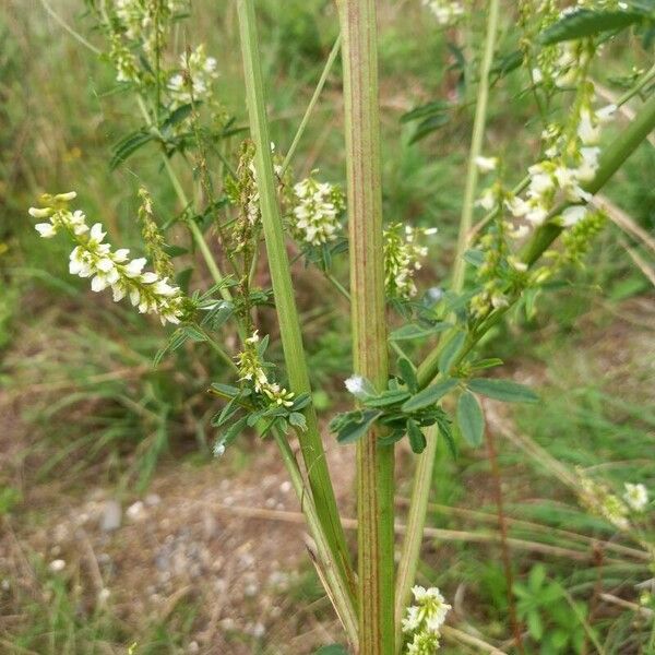 Melilotus albus Bark