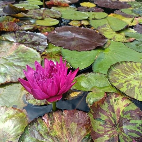 Nymphaea rubra Cvet