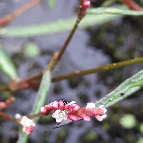 Persicaria minor ফুল