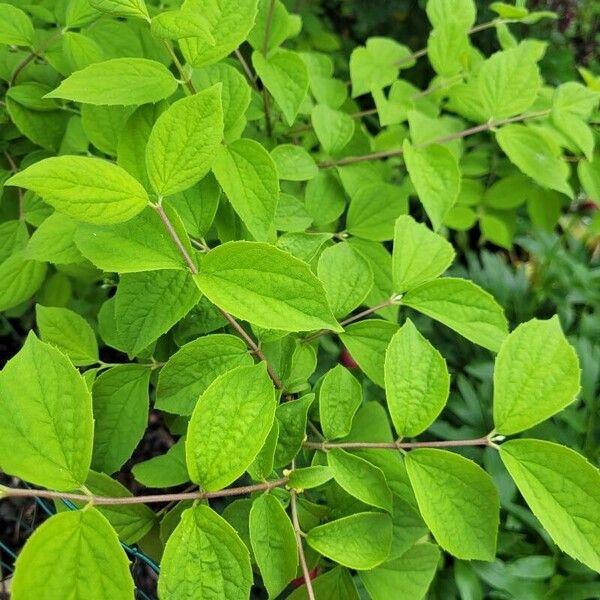 Philadelphus pubescens List