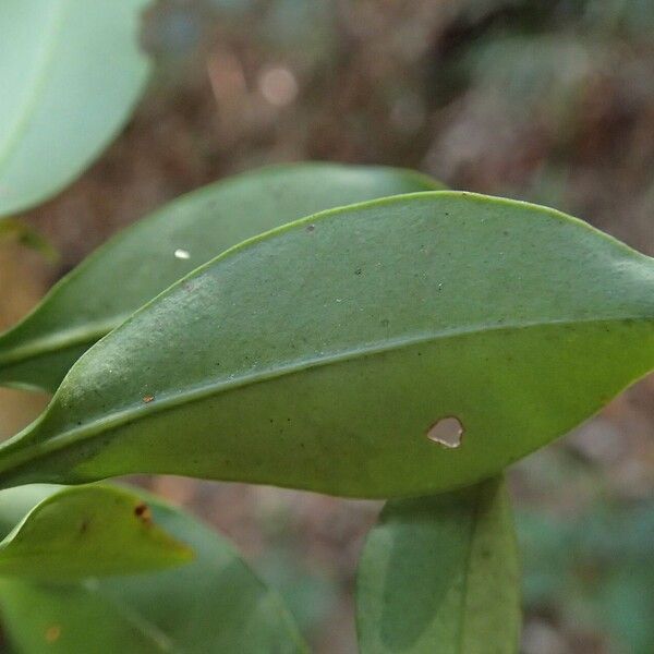 Myrsine arborea Blad