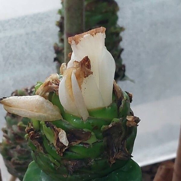 Costus dubius Flower