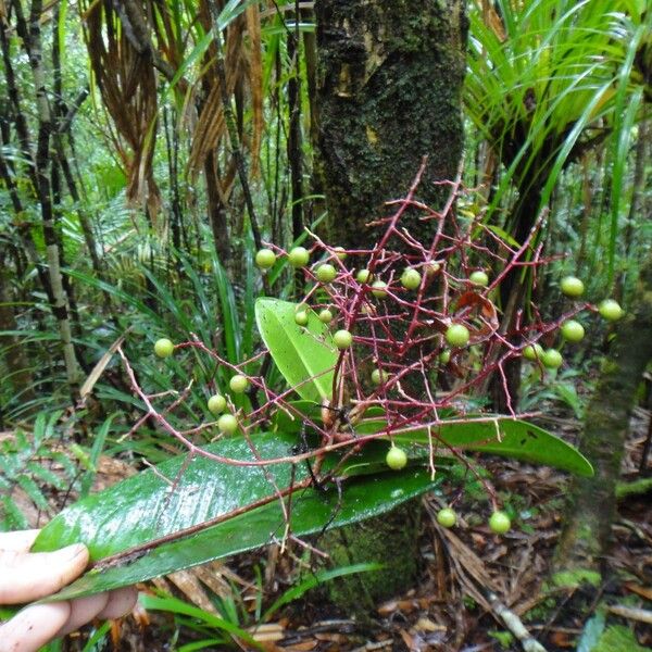 Tapeinosperma ellipticum Frutto