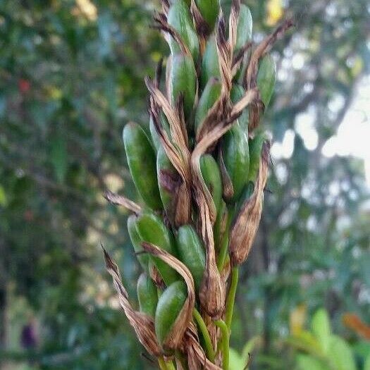 Aloe arborescens Owoc