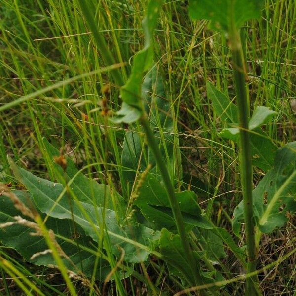 Rumex thyrsiflorus Foglia