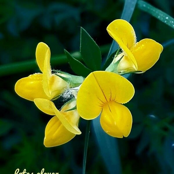 Lotus tenuis Çiçek