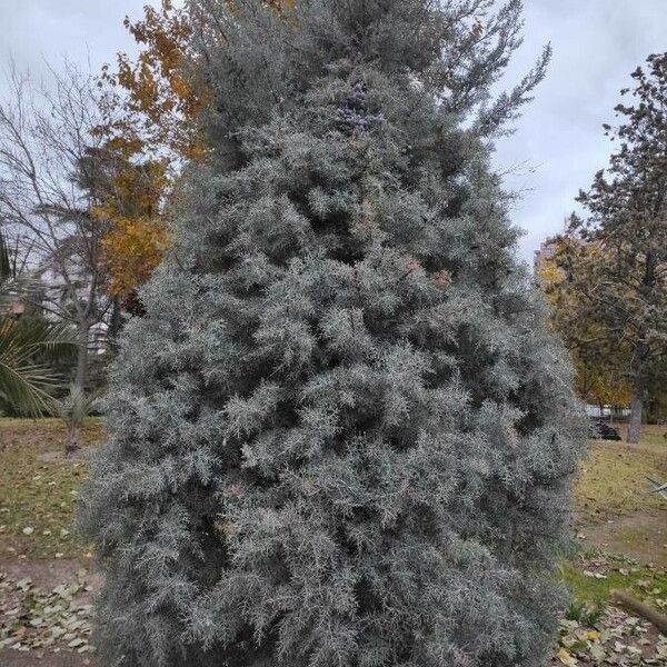 Cupressus arizonica Leaf