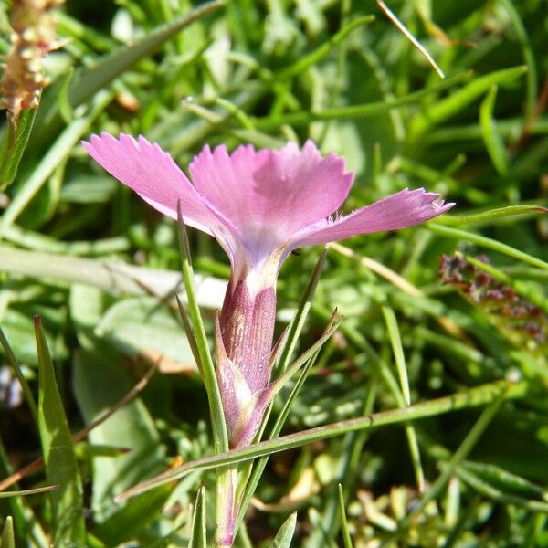 Dianthus pavonius その他の提案