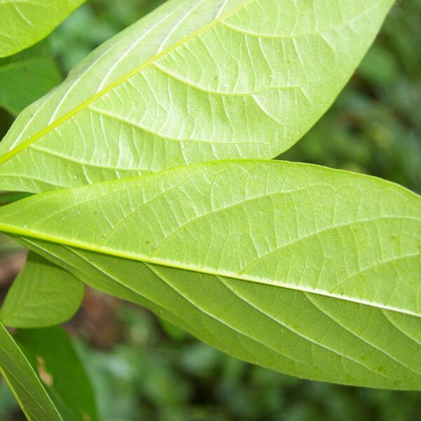 Cordia collococca Leaf