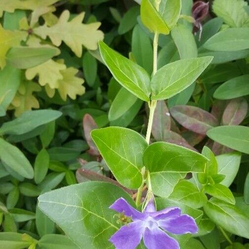 Vinca major Flors