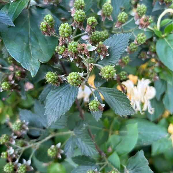 Rubus argutus Плод