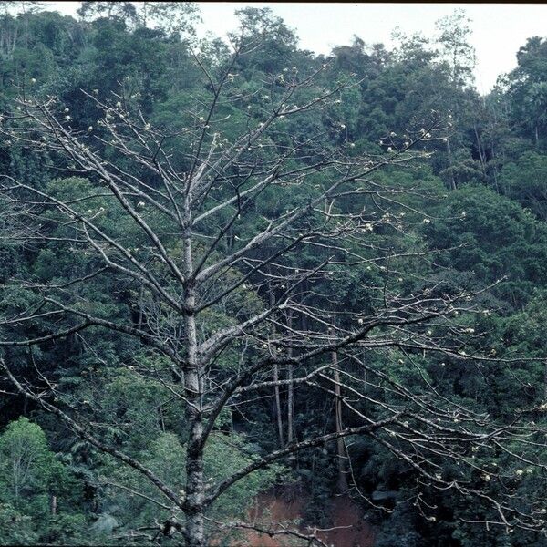 Ceiba pentandra موطن