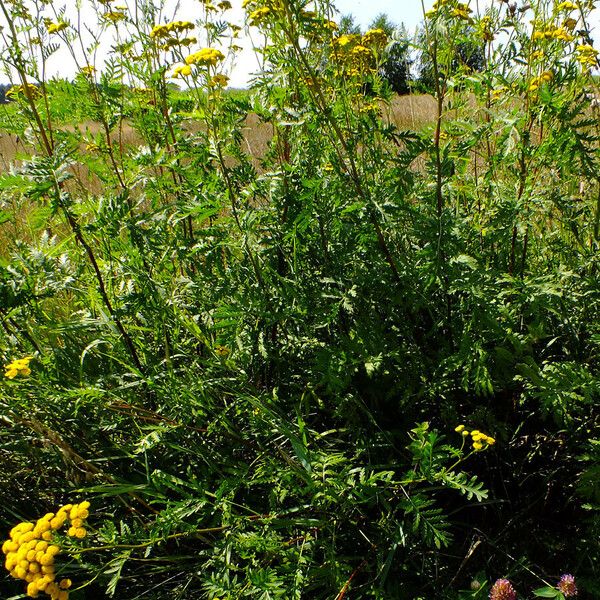 Tanacetum vulgare Hábito