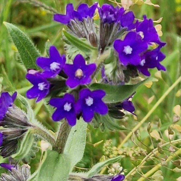 Anchusa officinalis 花