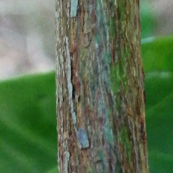 Ficus maxima Bark