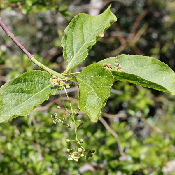 Euonymus latifolius Листок