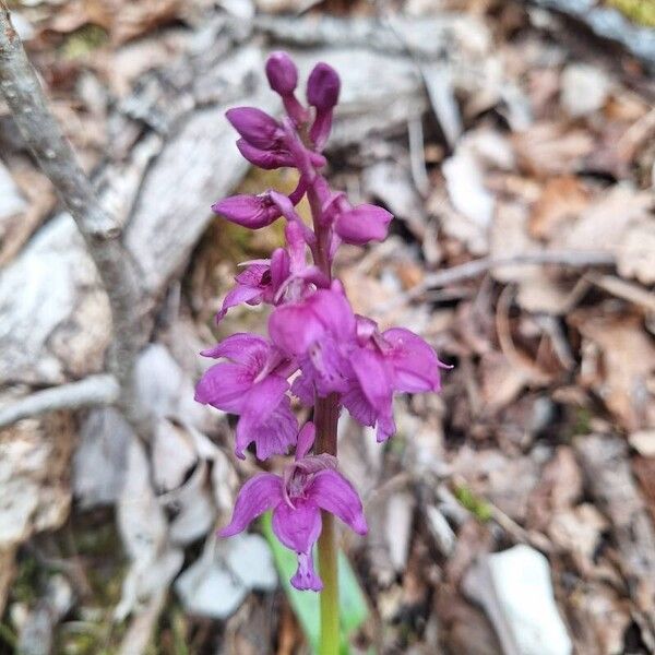 Orchis olbiensis Virág