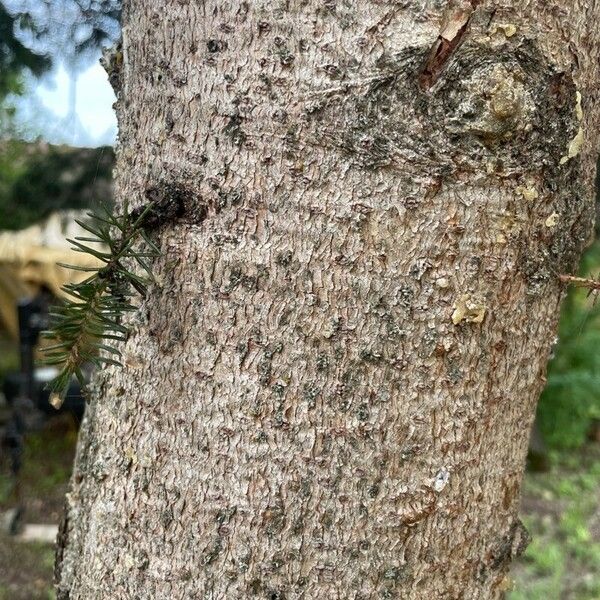 Picea pungens 树皮