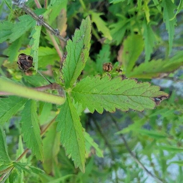 Potentilla norvegica Folla