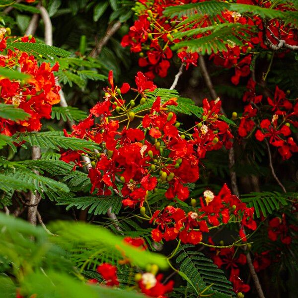 Delonix regia Flower