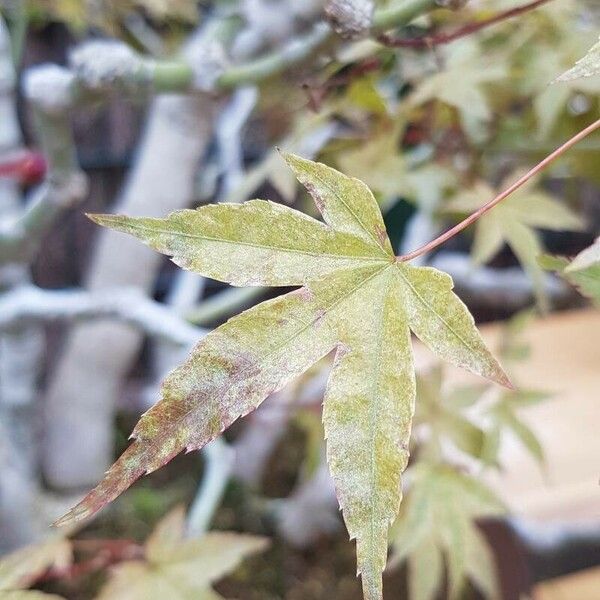 Acer palmatum Leaf