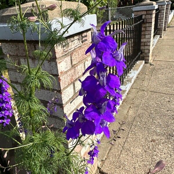 Delphinium ajacis Blodyn