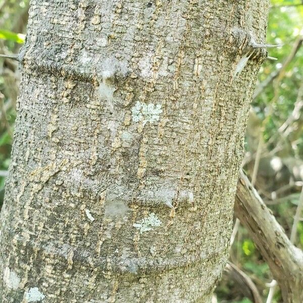 Pithecellobium lanceolatum 树皮