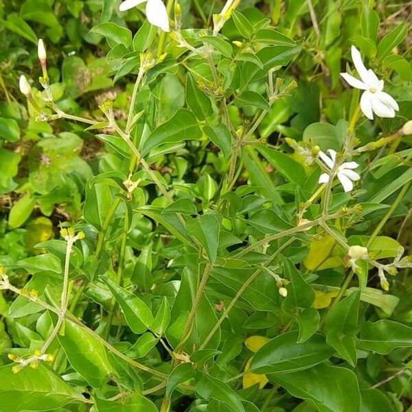 Jasminum fluminense Hábito