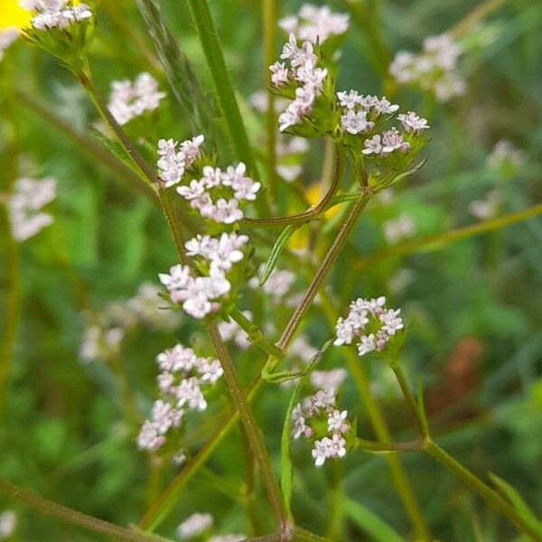 Valerianella dentata Kukka