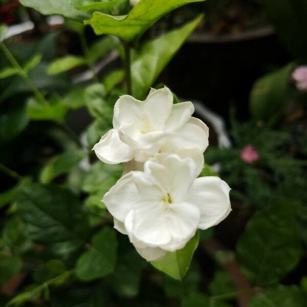 Jasminum sambac Λουλούδι