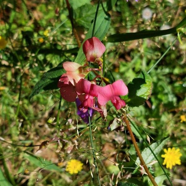 Lathyrus sylvestris Flower