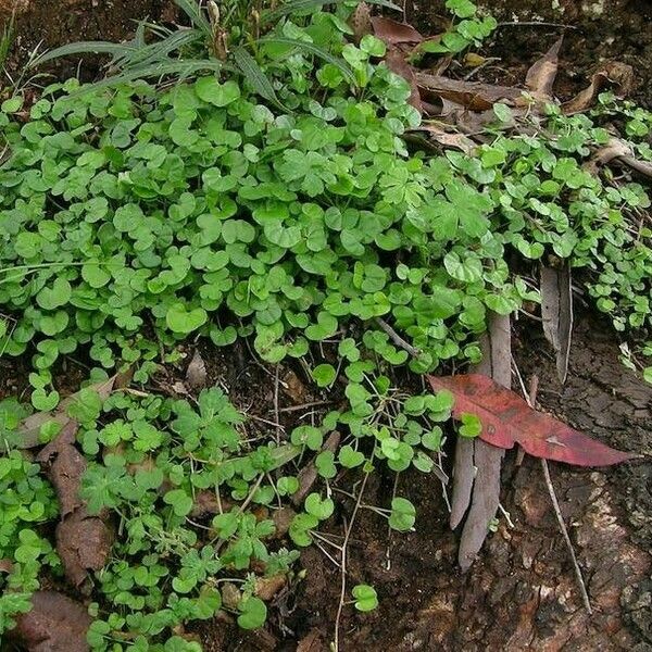 Dichondra micrantha Folha