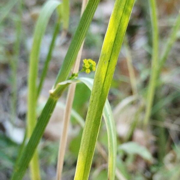 Bupleurum praealtum Fuelha