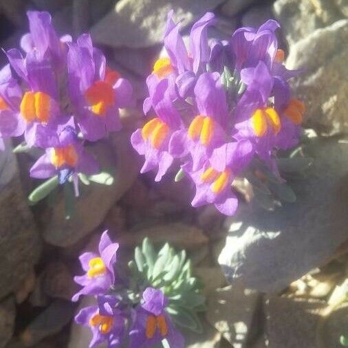 Linaria alpina Fleur