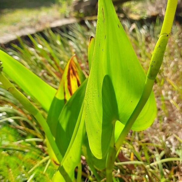 Pontederia cordata Blad