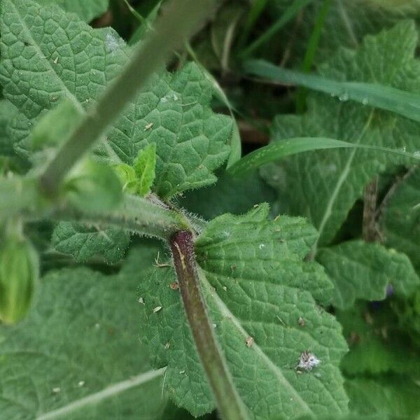 Salvia × sylvestris Ліст