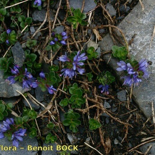 Veronica nummularia Plante entière