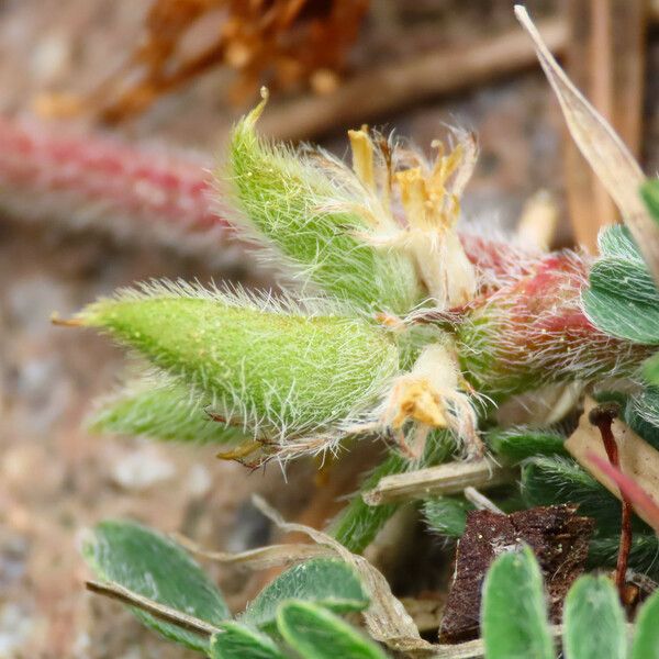 Astragalus sesameus Плід