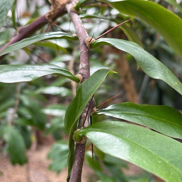 Rhodocactus grandifolius Blatt