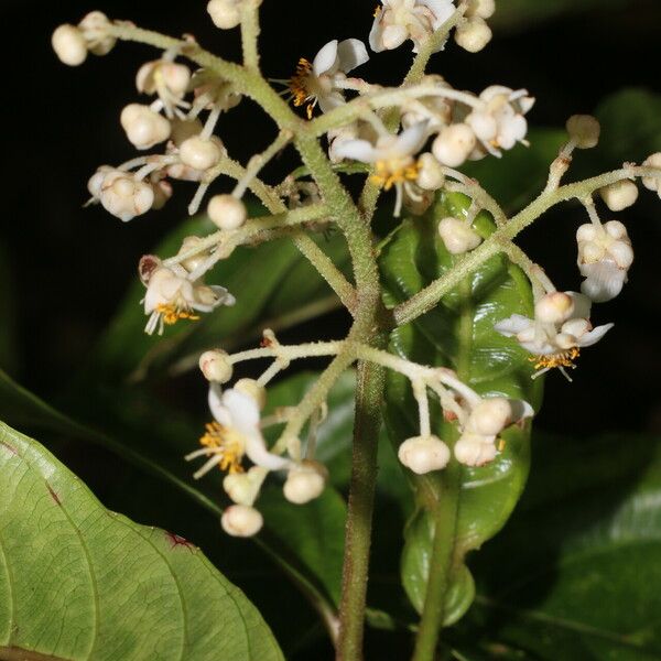 Saurauia yasicae Квітка