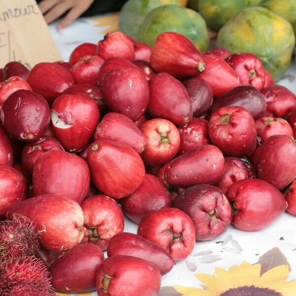 Syzygium malaccense Frucht