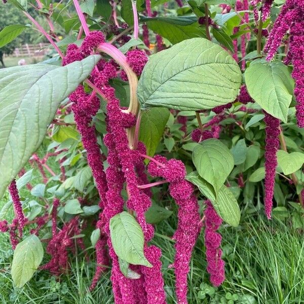 Amaranthus caudatus ᱵᱟᱦᱟ