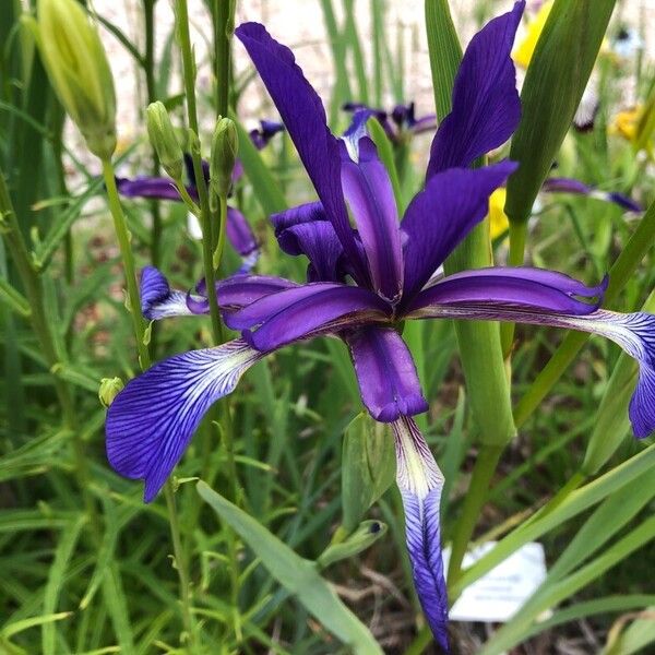 Iris spuria Blomst