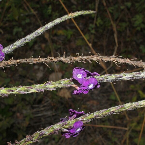 Stachytarpheta jamaicensis ফুল