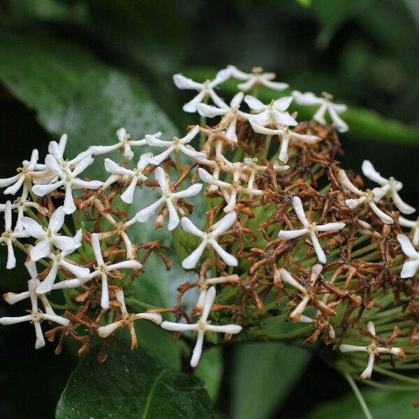 Ixora finlaysoniana Λουλούδι