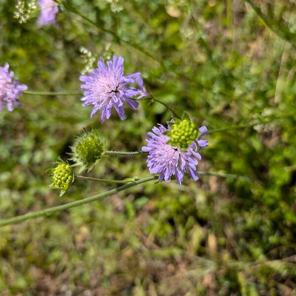 Knautia integrifolia Flor