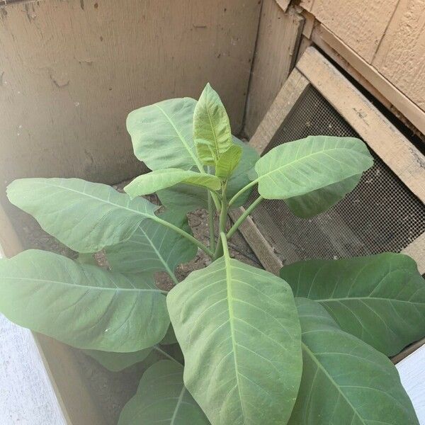 Nicotiana glauca Blad