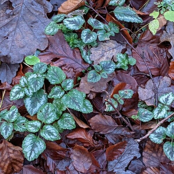 Lamium galeobdolon Habit